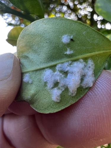 Woolly Whitefly photo 3
