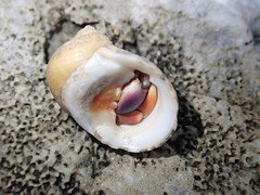 Nerita peloronta