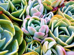 Echeveria elegans