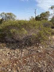 Acacia montana