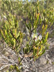 Acacia montana