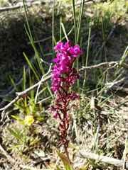 Orchis quadripunctata