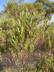 Acacia montana