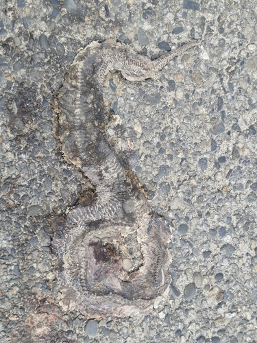 Chinese Mountain Pit Viper