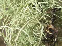 Usnea subscabrosa