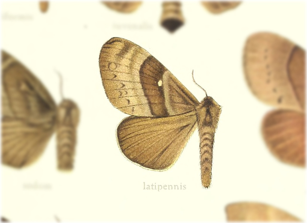 Gloveria latipennis