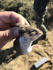 Peromyscus gambelii