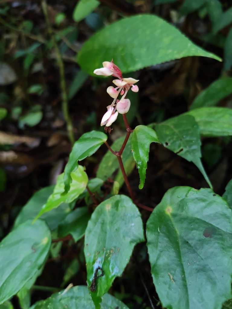Begonia comestibilis (Begonia comestibilis)