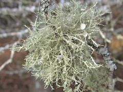 Ramalina willeyi