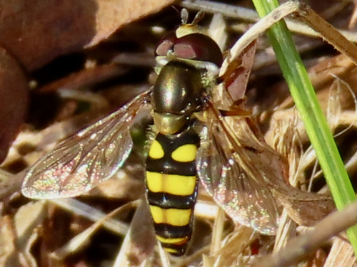 Unknown species found near Whiteoak Canyon Trail, Virginia, USA