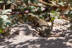 Liolaemus bellii