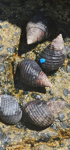 Planaxis sulcatus