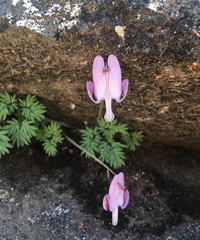 Dicentra pauciflora