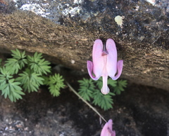 Dicentra pauciflora