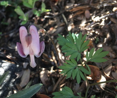 Dicentra pauciflora