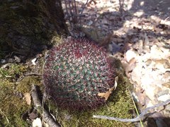 Mammillaria rhodantha fera-rubra