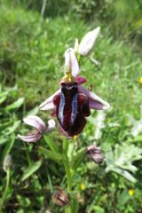 Ophrys sphegodes spruneri