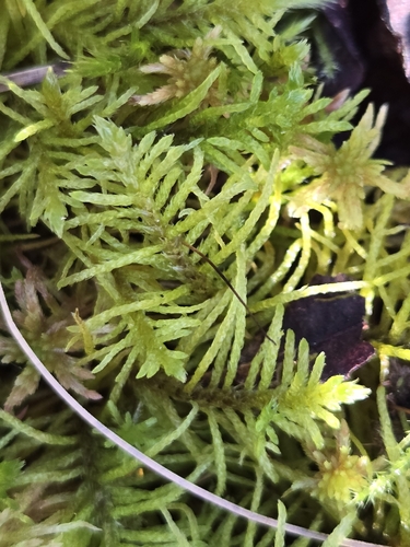 Blandow's Bog Moss (Helodium blandovii)