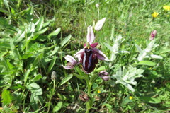 Ophrys sphegodes spruneri