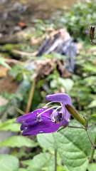 Brillantaisia