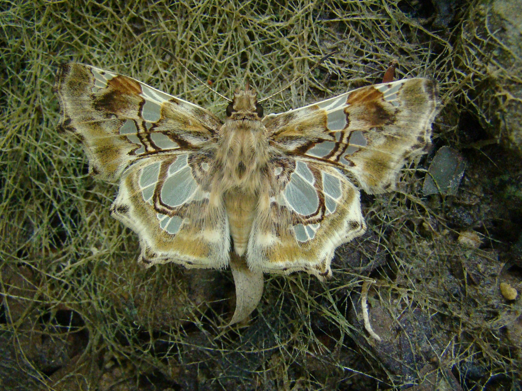 Onenses hyalophora