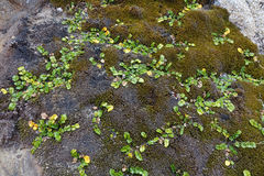 Gingidia flabellata