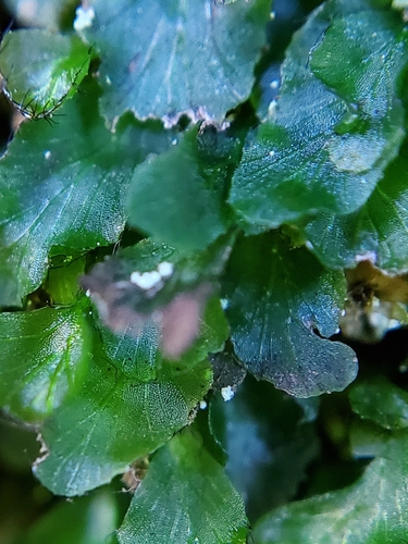 dwarf filmy fern (Didymoglossum petersii)