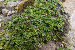 Gingidia flabellata