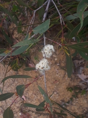 Eucalyptus willisii