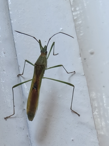 Stenocoris tipuloides