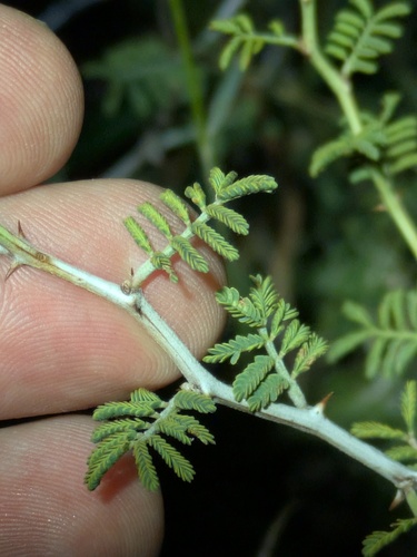 Warnock's Mimosa (Mimosa warnockii)