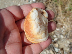 Pseudochama cristella