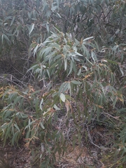 Eucalyptus willisii