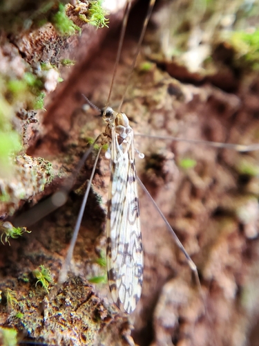 Unknown species found near Gatlinburg, TN 37738, USA