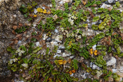 Gingidia flabellata