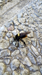 Mallophora ruficauda