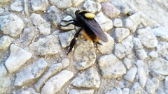 Mallophora ruficauda