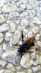 Mallophora ruficauda