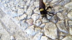 Mallophora ruficauda