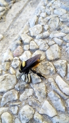 Mallophora ruficauda