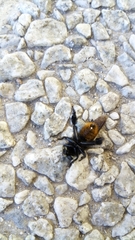 Mallophora ruficauda