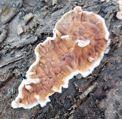 Serpulaceae