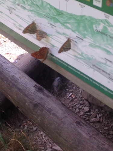 perlovec striebropásavý (Argynnis paphia)