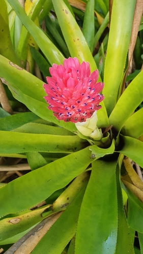 Quesnelia arvensis iNat (2)