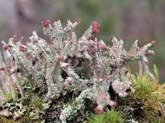 Cladonia ramulosa