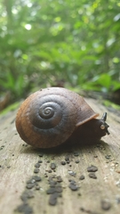 Solaropsis feisthamelii