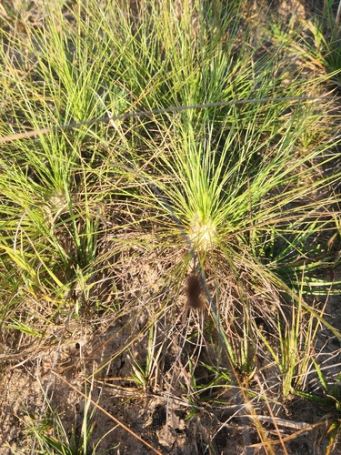 Bulbostylis lanata