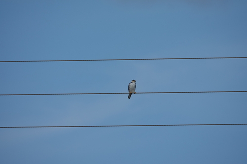 Pearl Kite