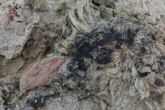 Eudyptes pachyrhynchus