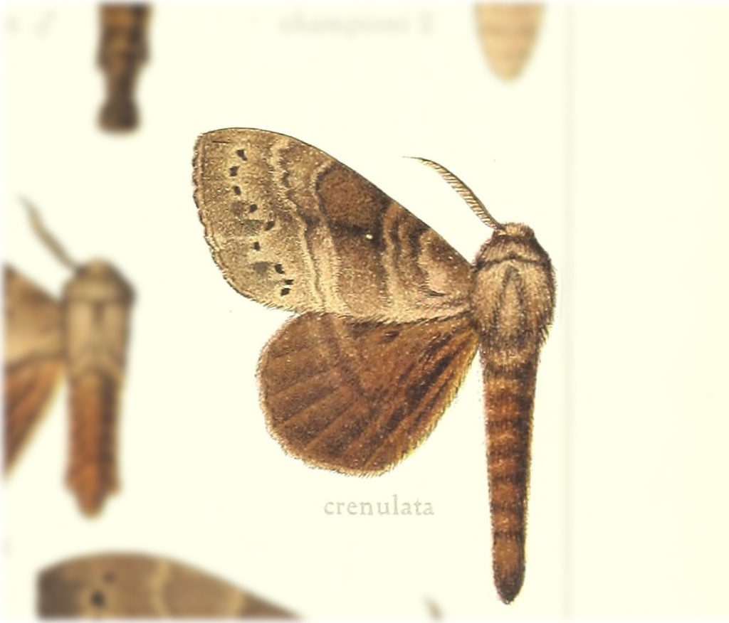 Prorifrons crenulata